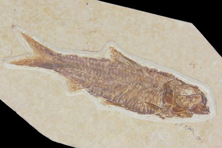 Detailed Fossil Fish (Knightia) - Wyoming #115091